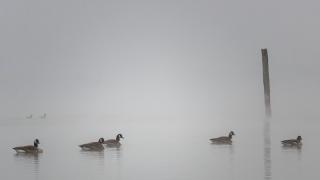 Enten im Nebel