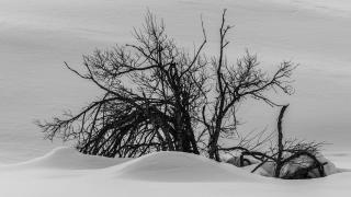 Snow 2